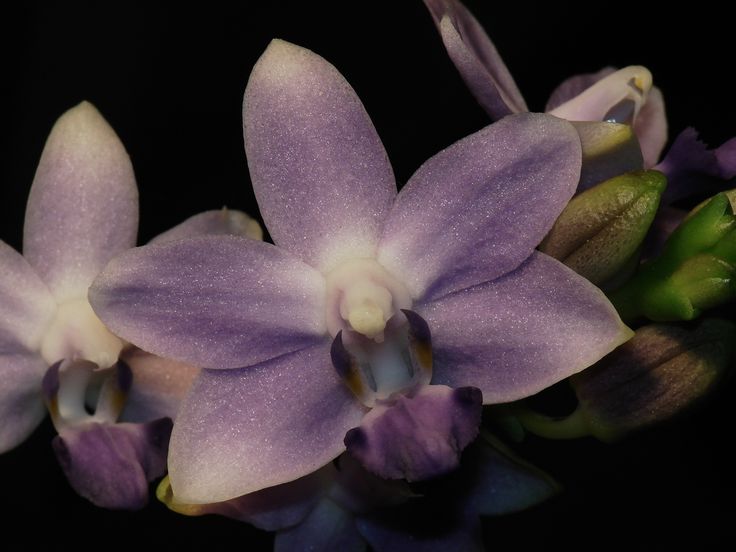 Doritis Phalaenopsis Flower Handmade Earrings - Purple