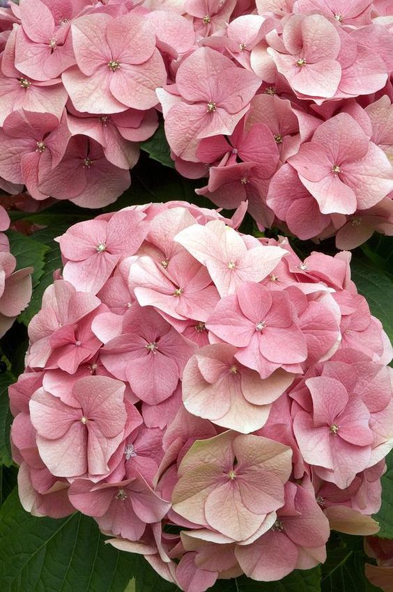 Hydrangea Flower Handmade Earrings - Light Pink