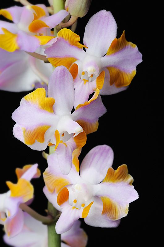 Doritis Phalaenopsis Flower Handmade Earrings - Orange