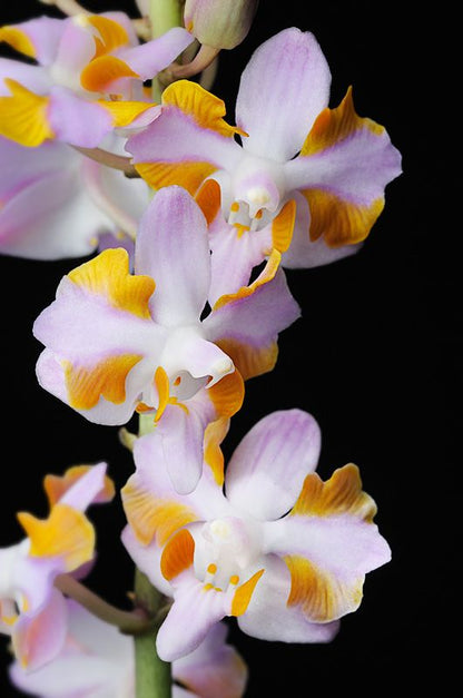 Doritis Phalaenopsis Flower Handmade Earrings - Orange