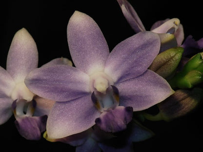 Doritis Phalaenopsis Flower Handmade Earrings - Purple