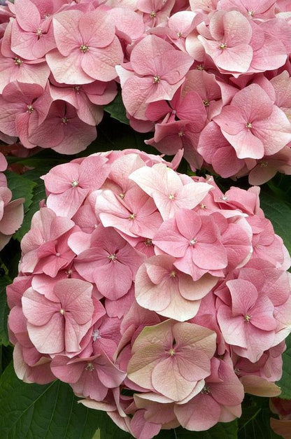 Hydrangea Flower Handmade Earrings - Light Pink